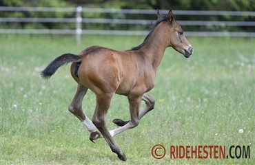 Nu st&aring;r f&oslash;llet der - og hvad s&aring;?