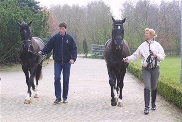 Hingsteshow hos Van Olst