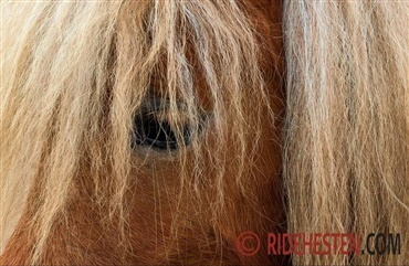 Ny app genkender smerte hos din hest 