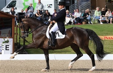 Hoppe med succes i avl og sport