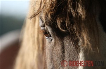 Hvis ridegl&aelig;den forsvinder