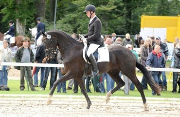 Danskejet hoppe til tops i Tyskland