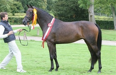 Alle medaljehopper ved Eliteskue 2009 