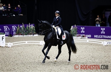 Grand Galiano solgt: – Det er den eneste hest, jeg har lige nu