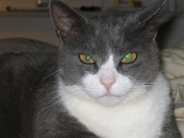 Efterlysning Kat