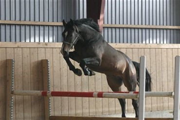 L&oslash;sspringning p&aring; R&oslash;dding Ridecenter
