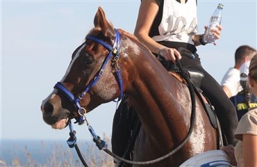 Robert &Oslash;rsted til distanceudvalget