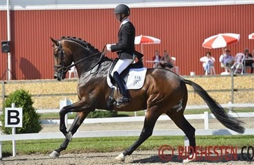 Hingstene dominerede championatet i T&oslash;rring