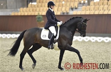 15 timers Dressurfestival i dag