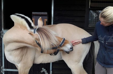 Tips: S&aring;dan holder du hesten fit