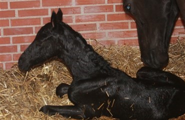 Folingsalarm kan sikre dig nattes&oslash;vnen