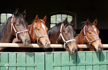 Har du ogs&aring; en houdini i stalden?