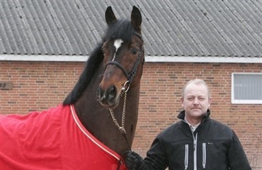 Michellino en af verdens bedste hingste