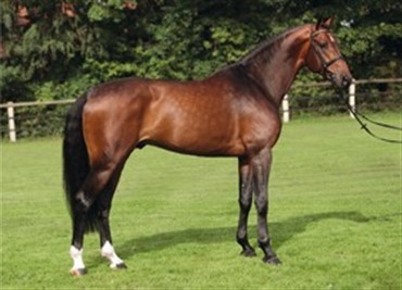 Ny springhingst til Tailormade Stallions