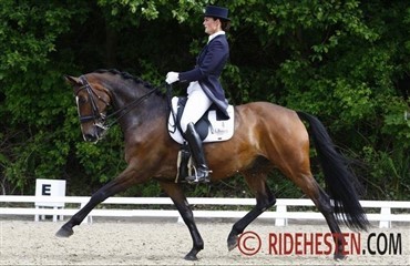 Ungrytterne tager guld ved NM i dressur