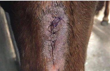 Heste mishandlet p&aring; folden