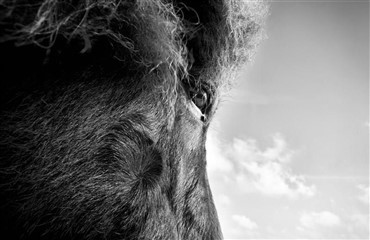 Hest med sadel, men uden rytter