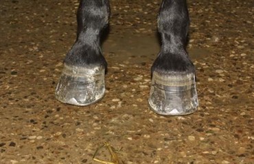 Stamcellebehandling ved forfangenhed