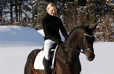 Danskopdr&aelig;ttet hingst k&aring;ret i Oldenburg