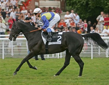 Verdens bedste galophest