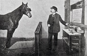 Hesten ved bedre end dig