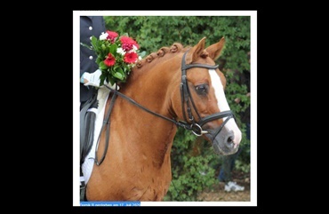 Farvel til verdens mest succesfulde pony