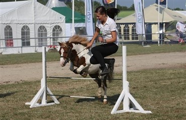 Nyt talentshow for heste