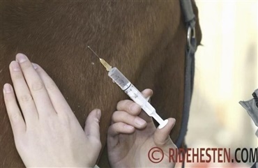 Hest br&aelig;kkede ben og m&aring;tte ikke f&aring; smertestillende