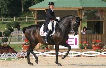 Iklé starter eget dressurakademi