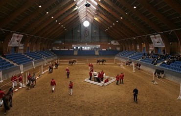 Hingste uden for kataloget