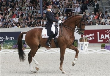 Hollandsk dressurlandshold