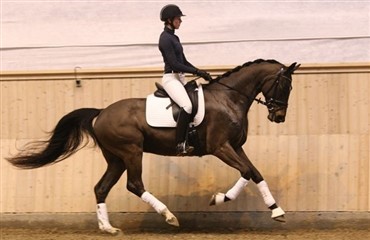 Ny auktionshest til Herning