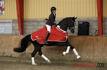 De skal til unghestechampionat i Herning