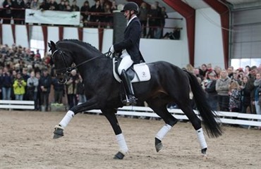 52 timers dressur p&aring; Finstrupgaard