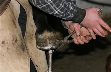 Skadepause = forbedringer af hovene