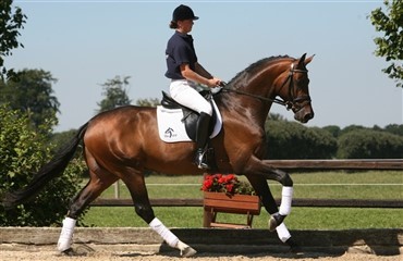 S&aring; starter Blue Hors Championatet