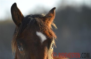 Taler du med din hest?