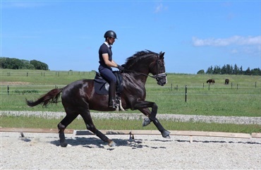 Severo skal ride avlshingsten Giovanni for Van Olst