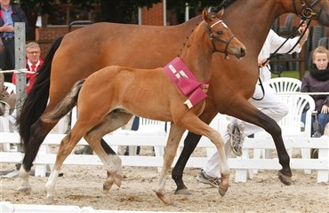F&oslash;lchampionat p&aring; Katrinelund