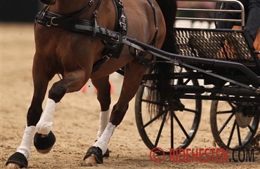 Hest d&oslash;d under Sweden International Horse Show