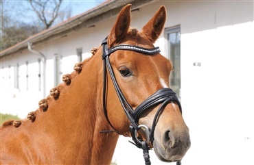 Pony solgt p&aring; fire timer