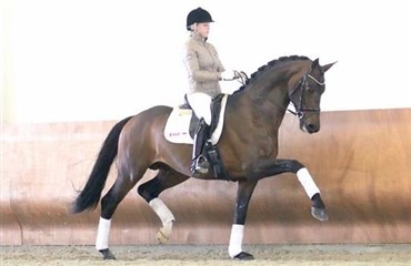 Ny hingst til Helgstrand