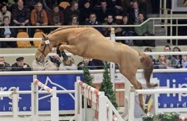 Inshallah de Muze BWP-fl&oslash;jhingst 2011