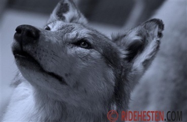 Antallet af ulve i Danmark er faldet
