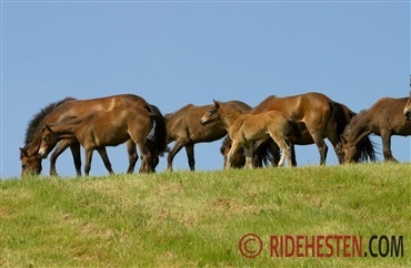 Vilde heste forhindrer fri adgang til naturen!