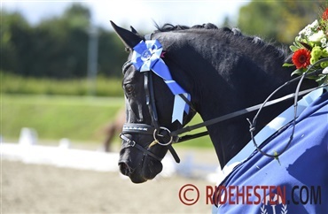 Tid til anden afdeling af Dressurens Venner Cup