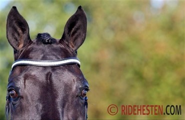 Horse Auctions s&oslash;ger flere salgsheste