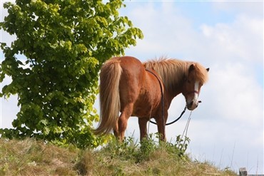 En hest til alle aldre