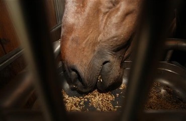 Gluten og maveproblemer hos heste