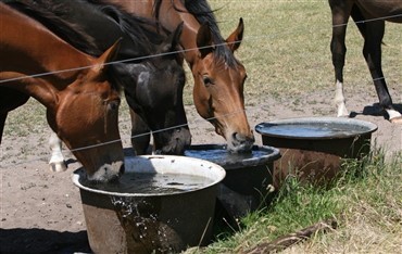 Hest m&aring;tte aflives efter snits&aring;r fra keramisk kumme